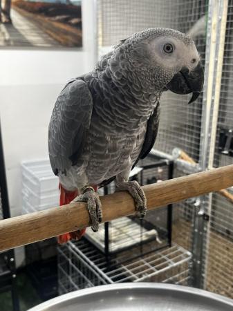 Image 3 of Silly & Cuddle Baby UK Bred African Grey
