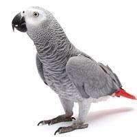 Image 2 of WARRINGTON PETS & EXOTICS BIRD PRICE LIST NEW