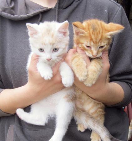 Image 4 of Beautiful Well Reared Friendly Kittens
