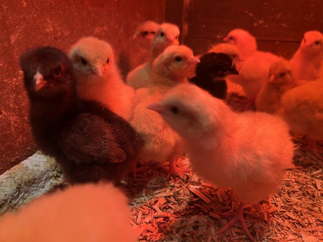 Preview of the first image of Day old Buff Orpington chicks unsexed.