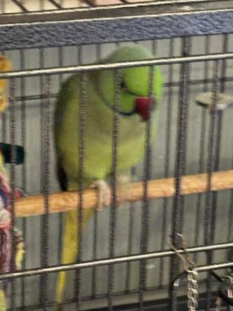 Image 3 of Male Indian ringneck parrot