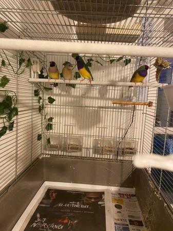 Image 1 of Tow pair of gouldian finch for sale