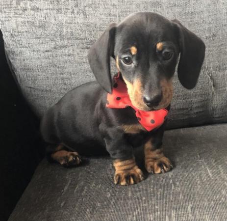 Image 1 of Gorgeous miniature smooth haired dachshund