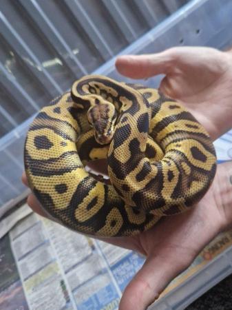 Image 9 of 3 different ball pythons for sale varying morphs £60 each