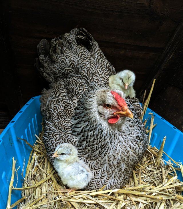 Preview of the first image of Silver Pencilled Wyandotte Pullets available.