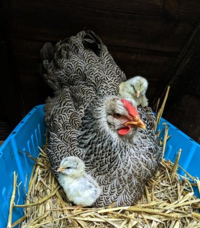 Image 1 of Silver Pencilled Wyandotte Pullets available