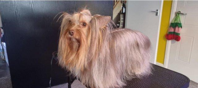 Image 3 of Colored Yorkshire Terrier,Pedigree ,KC REGISTERED in Germany