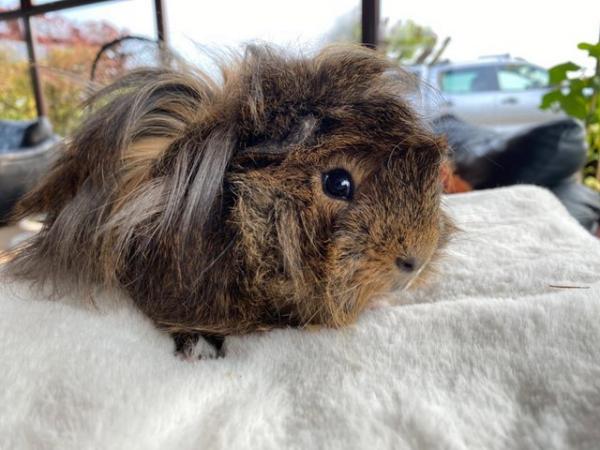 Image 35 of Beautiful long haired very friendly  baby boy guinea pigs