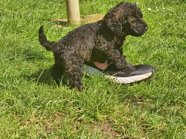 Image 15 of Exceptional quality litter of cockapoo puppies
