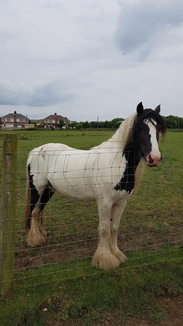 Preview of the first image of 12.2 child's pony for sale Inc wardrobe.