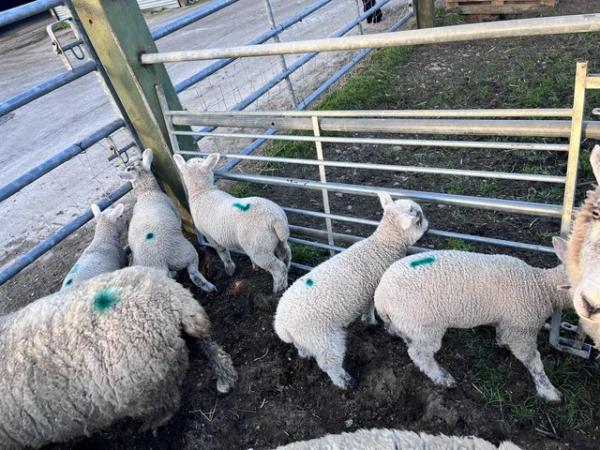 Image 1 of 1 month old ryeland x lambs.