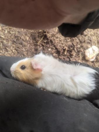 Image 5 of 8 week old guinea pig pups for sale