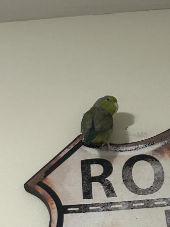 Image 7 of 2 Parrotlets for sale (brothers)inc Cage 1 yr old. MUST READ