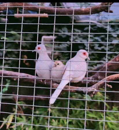 Image 1 of Pied Diamond doves for sale