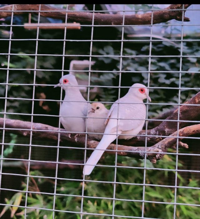 Preview of the first image of Pied Diamond doves for sale.