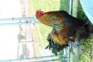 Isabella Brahma  Glendevon Poultry