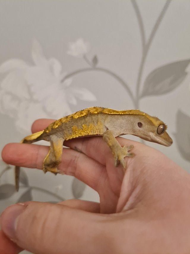 Preview of the first image of Dashed Pin Harley Crested Gecko.