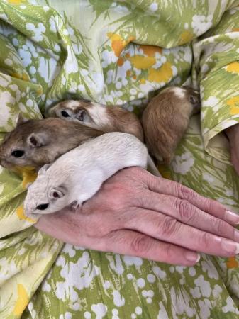 Image 16 of Male Gerbils *Available*