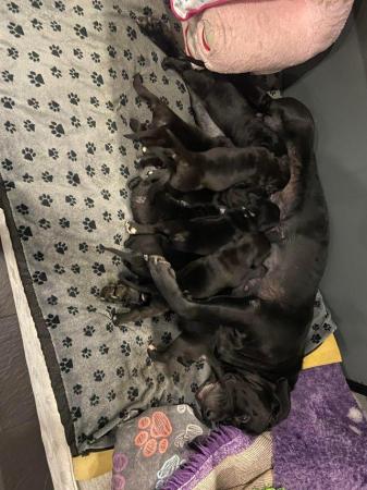 Image 2 of Stunning litter of 5 cane corso puppies