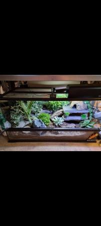 Image 7 of Leopard geckos wirh full setups