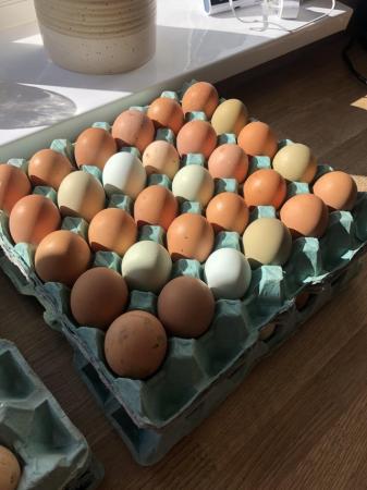 Image 2 of 12 fertile chicken eggs