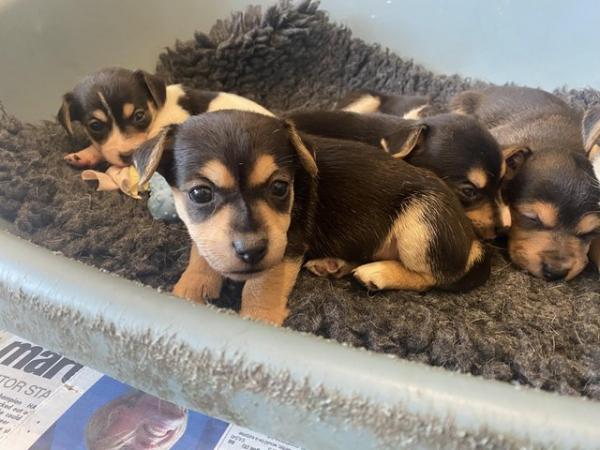 Image 2 of Beautiful Jack Russell puppies