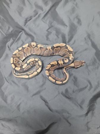 Image 5 of Ghi 2 year old royal python