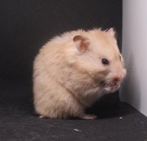 Image 2 of Syrian hamster ready 28th march