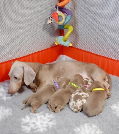 Image 3 of KC; PRA CLEAR Miniature Dachshund Isabella puppies
