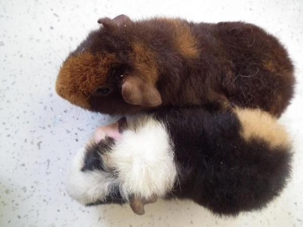Image 3 of Guinea Pigs(ON HOLD)Teddies By Name.Teddies By Nature.