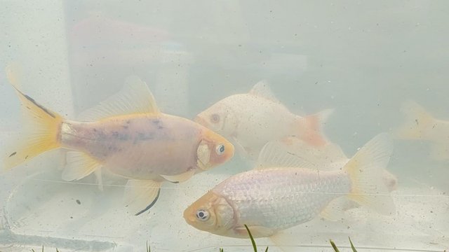 Image 2 of pond goldfish, fan tails and red rudd
