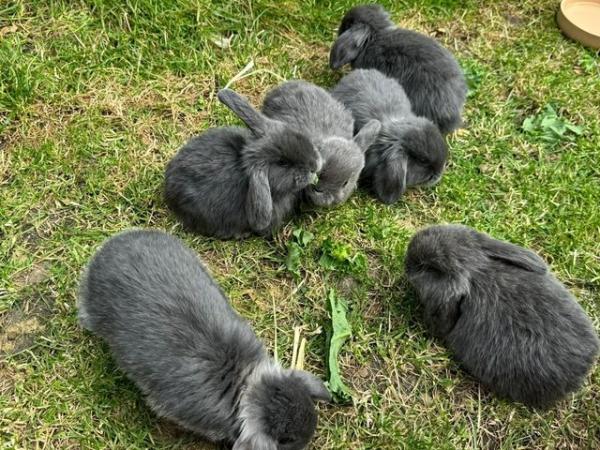 Image 5 of Pure Bred Mini Lop babies