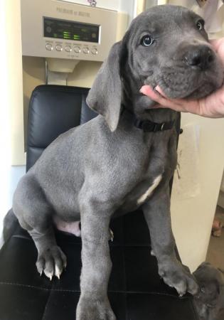 Image 30 of READY NOW! 12 x Healthy Chunky Solid Blue Great Dane Puppies