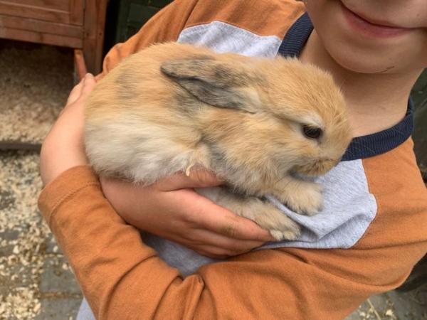 Image 1 of 5 lovely Pure breed mini lops