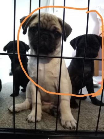 Image 13 of * Last fawn boy available  £700 beautiful pug puppy*