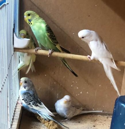 Image 5 of Young budgies looking for good homes
