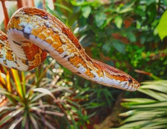 Image 11 of OMG Beautiful Female Corn Snakes
