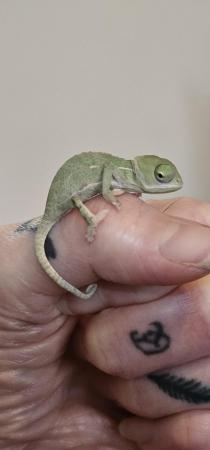Image 5 of Yemen Chameleon babies, READY N0W £50 male and female avail