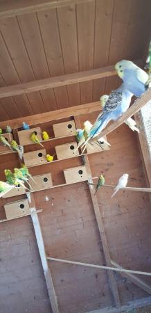 Image 5 of Budgies for sale variety of colours