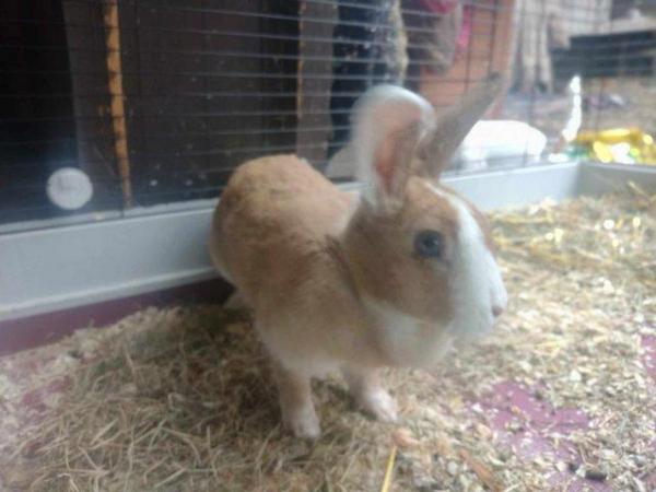 Image 1 of Crossbred blue eyed ginger and white doe Rabbit vaccinated.