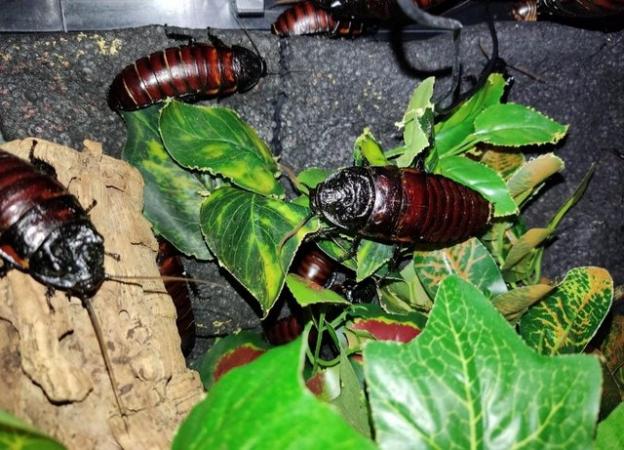 Image 2 of Madagascan Hissing Roaches - Males and Females