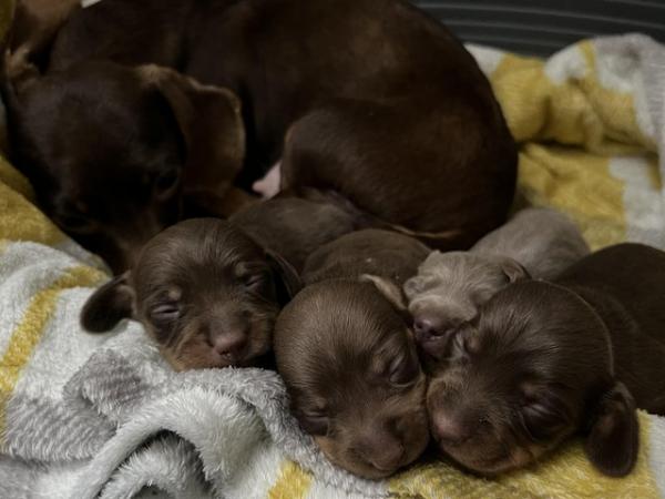 Image 5 of Miniature Dachshund Puppies