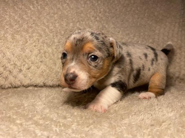 Miniature Jack Russells Puppies for sale in Ashorne, Warwickshire - Image 11