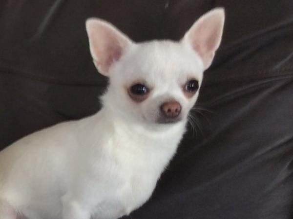 Image 10 of Pomchi puppies for sale 1 boy 1 girl
