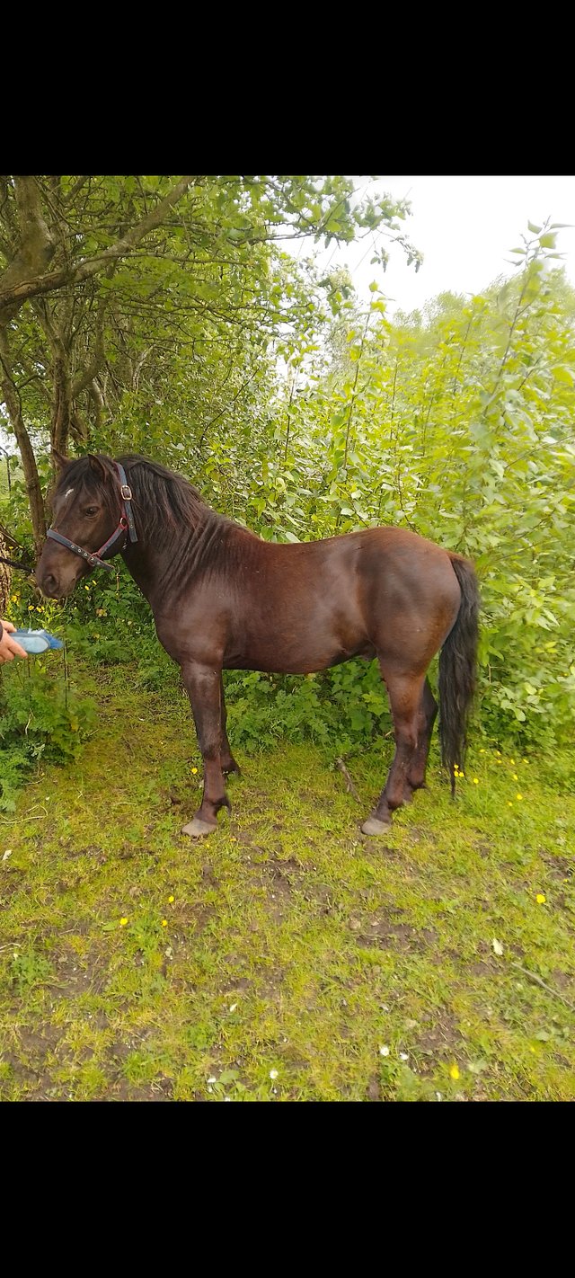 Preview of the first image of Black standard shetland 10.2hh colt.