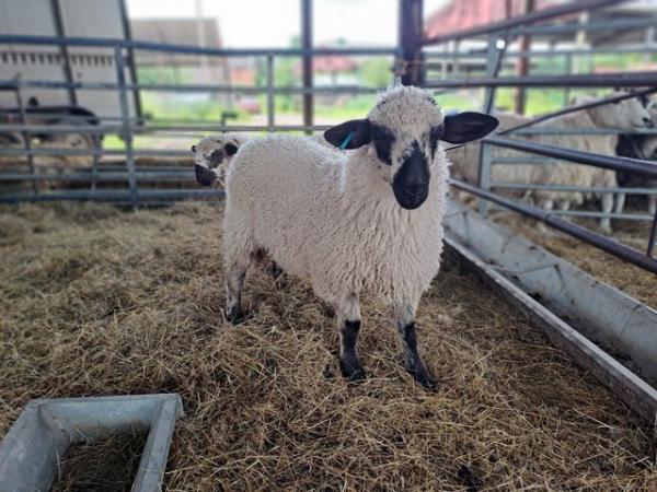 Image 3 of Valais Blacknose x lambs