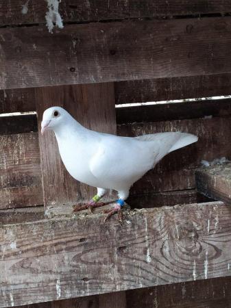 Image 4 of PURE WHITE RACING PIGEON FOR SALE