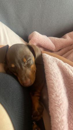 Image 4 of Beautiful kennel club registered Dacshund puppies