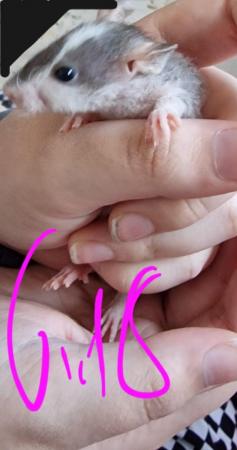 Image 12 of Friendly Female Rat Babies