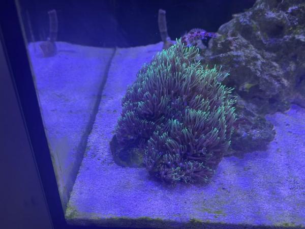 Image 4 of Red Sea Max Nano including fish and corals